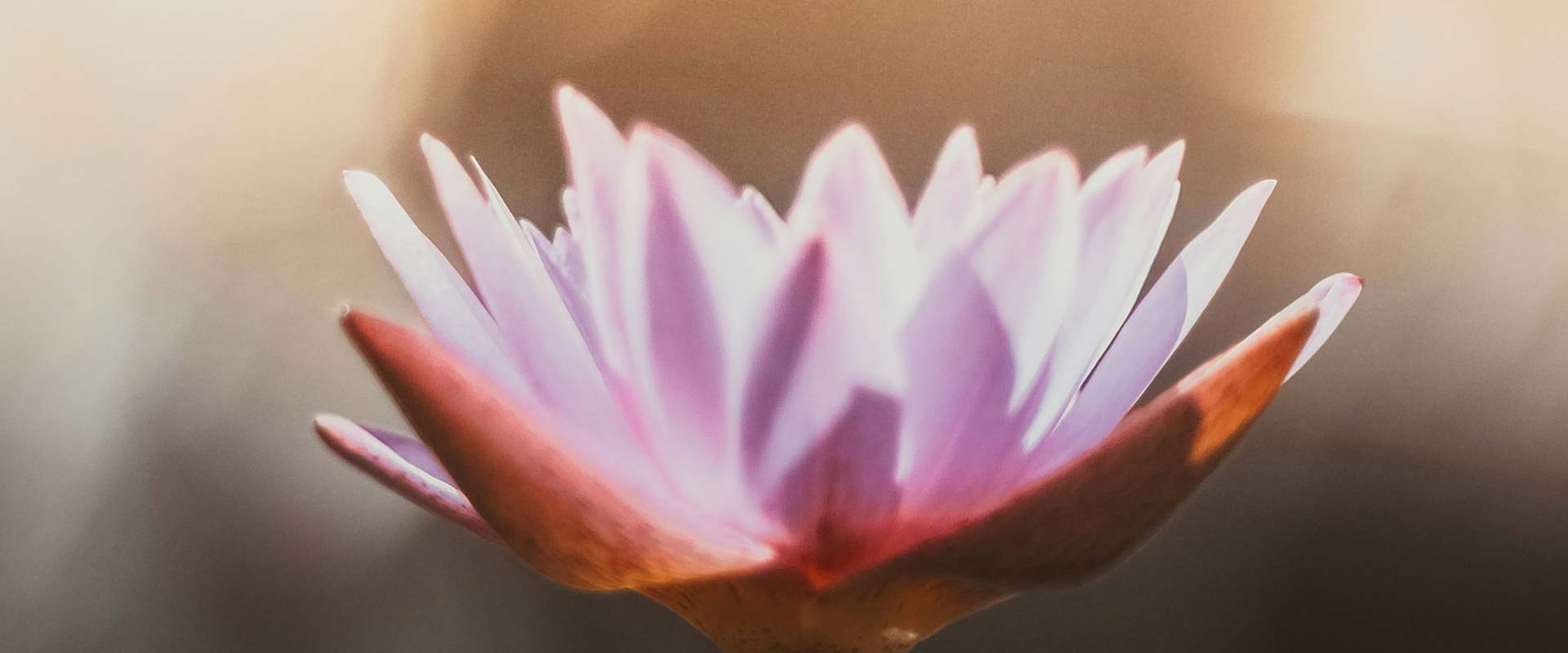 lotus_1920x800